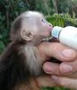 Home Raised and Fully Tame Capuchin Monkey
