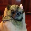 Outstanding Marmoset Monkeys Available for New Homes