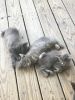 Stumped tail kittens for sale