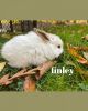 Baby mini lop bunnies ready 11/21!