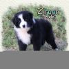 Zircon ~ Mini Black Bi Male Aussie