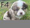 Red Merle female with double blue eyes