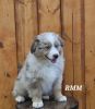 Red merle male