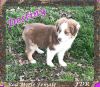 Destiny ~ Toy / Small Mini Red Merle Female Aussie Puppy ~ Green Eyes