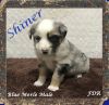 Shiner ~ Mini Blue Merle Male Aussie Puppy