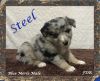 Steel ~ Mini Blue Merle Male Aussie Puppy