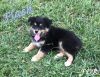 Flash ~ Mini Black Tri Male Aussie Puppy