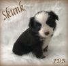 Skunk ~ Toy/Small Mini Black Tri Male Aussie Puppy