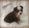 Squirrel ~ Toy/Small Mini Red Tri Male Aussie Puppy