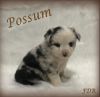 Possum ~ Toy/Small Mini Blue Merle Male Aussie Puppy