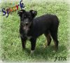 Spark ~ Mini Black Tri Male Aussie Puppy