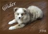 Glider ~ Toy/Small Mini Red Merle Male Aussie Puppy