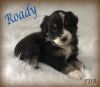 Roady ~ Toy/Small Mini Black Tri Male Aussie Puppy