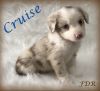 Cruise ~ Toy/Small Mini Red Merle Male Aussie Puppy