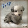 Trip ~ Toy/Small Mini Blue Merle Male Aussie Puppy
