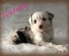 Journey ~ Toy/Small Mini Blue Merle Female Aussie Puppy