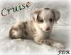 Cruise ~ Toy/Small Mini Red Merle Male Aussie Puppy