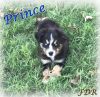 Prince ~ Small Mini Black Tri Male Aussie - Blue Eyes
