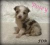 Posey ~ Tiny Toy Red Merle Female Aussie
