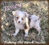 Posey ~ Tiny Toy Red Merle Female Aussie