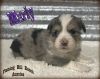 Marly - Toy / Small Mini Blue Merle Female Aussie Puppy