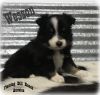 Wesson - Tiny Toy Black Tri Male Aussie Puppy