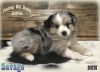 Savage - Toy / Small Mini Blue Merle Male Aussie Puppy