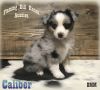 Caliber - Toy / Small Mini Blue Merle Male Aussie Puppy