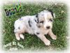Donald - Mini Blue Merle Male Aussie Puppy