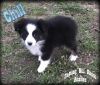 Chill - Toy / Small Mini Black Tri Male Aussie Puppy