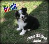 Glock - Toy / Small Mini Black Tri Male Aussie Puppy