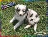 Clarabelle - Mini Blue Merle Female Aussie Puppy