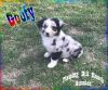 Goofy - Mini Blue Merle Male Aussie Puppy