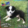 Mickey - Small Mini Black Tri Male Aussie Puppy