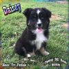 Daisey - Toy / Small Mini Black Tri Female Aussie Puppy - Blue Eyes