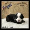 Angel - Mini Black Tri Female Aussie Puppy