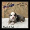 Preacher - Mini Blue Merle Male Aussie Puppy