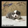 Prayer - Mini Blue Merle Female Aussie Puppy