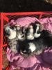 Registered Mini Aussie Puppies For Sale