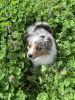 Beautiful Blue Merle Female Puppy - FREE Welcome Package
