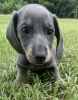 Blue and tan female miniature dachshund