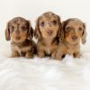 Our Cream Mini Dachshunds Are Ready For Their New Homes