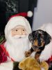 Miniature Dachshund puppy for sale!!!