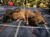 Penny\'s and Ignatius litter of lovers born on 12/9/23