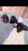 Long Hair Mini Dachshund puppies