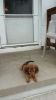 AKC Miniature Dachshund Shaded Red LongHaired Male Puppy