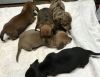 Our miniature dachshund puppies.T/C...xxx-xxx-xxxx