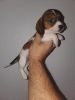 Miniature dachshund puppy female