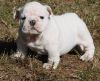 English Bulldog Puppies For Lovely Families