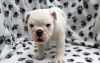 Beautiful Miniature English Bulldog Puppies